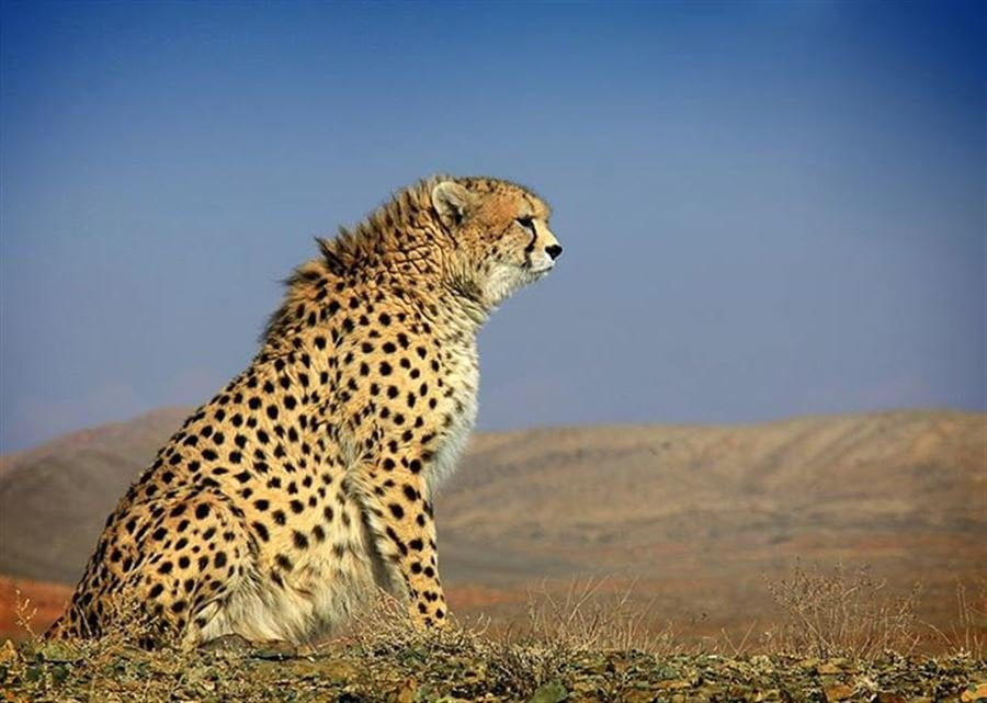 The Iranian (Asiatic) Cheetah: A Critically Endangered Species