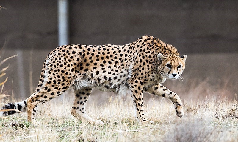 The Iranian (Asiatic) Cheetah: A Critically Endangered Species