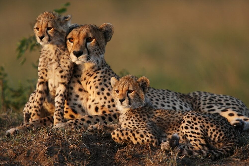 The Iranian (Asiatic) Cheetah: A Critically Endangered Species