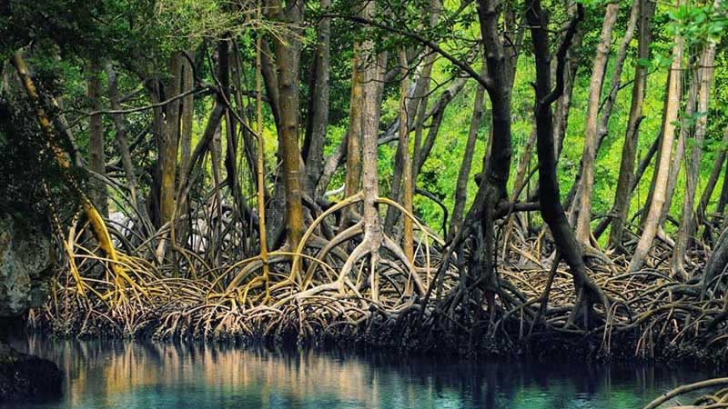 Hara Forests (Mangrove Forests)